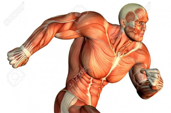 KINESIOLOGIA APLICADA NO FUTBOL